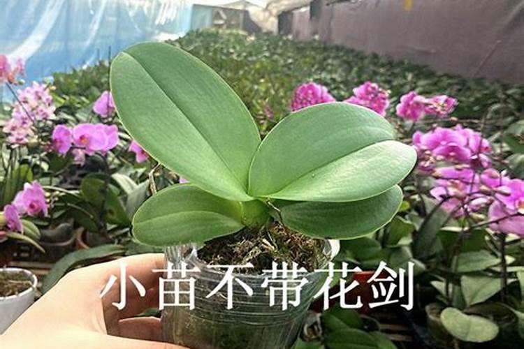 如何用水苔栽种蝴蝶兰长势良好