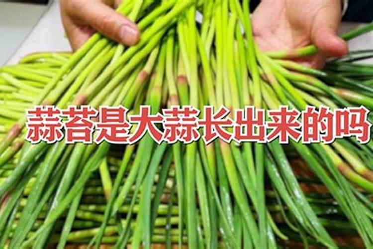 蒜台有几种 蒜台生长期如何养护管理