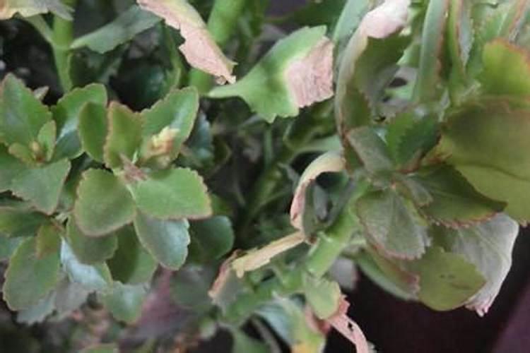 长寿花叶片发黄的原因花卉百科