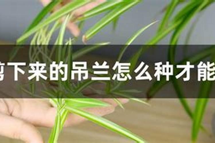 刚种的吊兰怎么处理