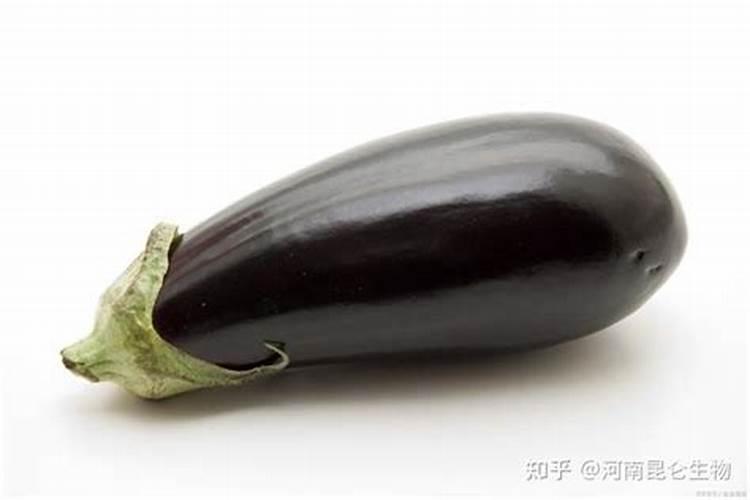 萨米脱樱桃苗价格