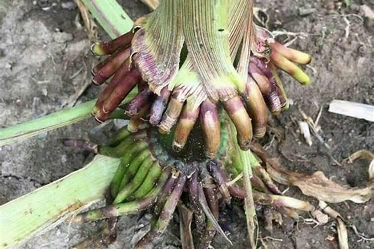 脐橙膨大果实能喷施叶面肥吗？