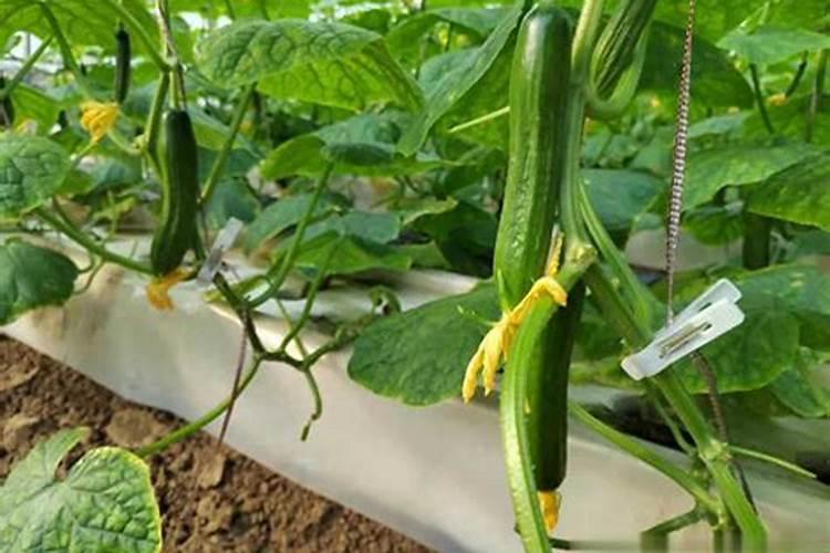黄瓜开花结果期怎么施肥和管理