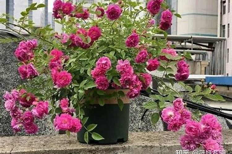 月季花施什么肥料好