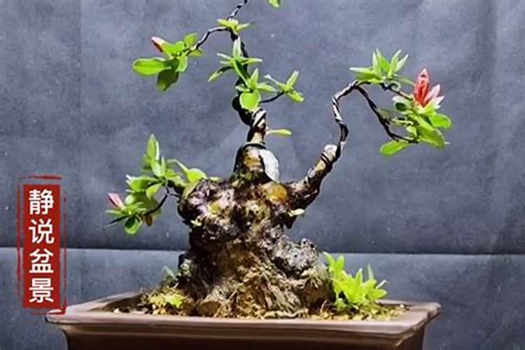 土豆的种植方法步骤图片,马铃薯种植时间和方法