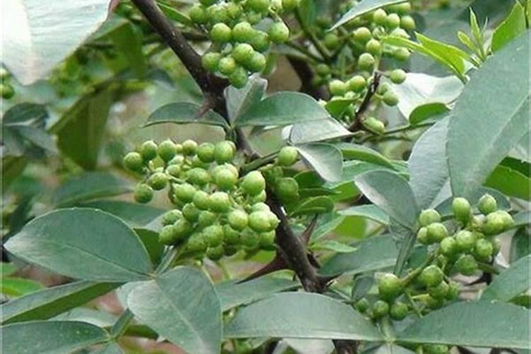 刚结果的花椒树上什么肥好