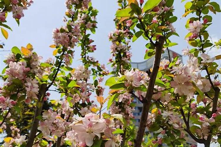 玫瑰海棠花期是什么时候