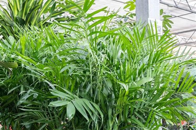 散尾葵应该施什么肥料