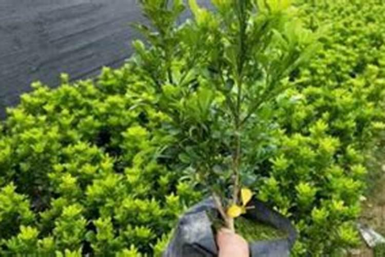 如何用金宝贝一型发酵助剂制作氨基酸叶面肥？