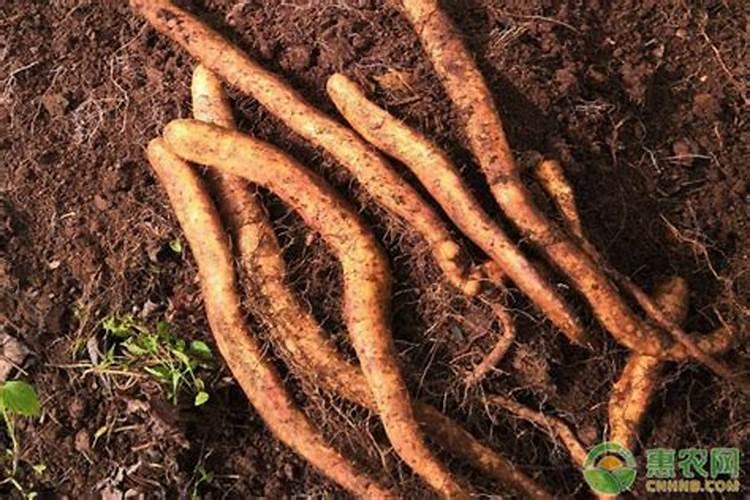 黄腐酸钾用得好能减少“2成”化肥量,矿源黄腐酸钾的作用于方法