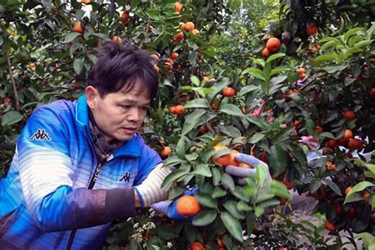 种植沙糖桔应该如何保果？