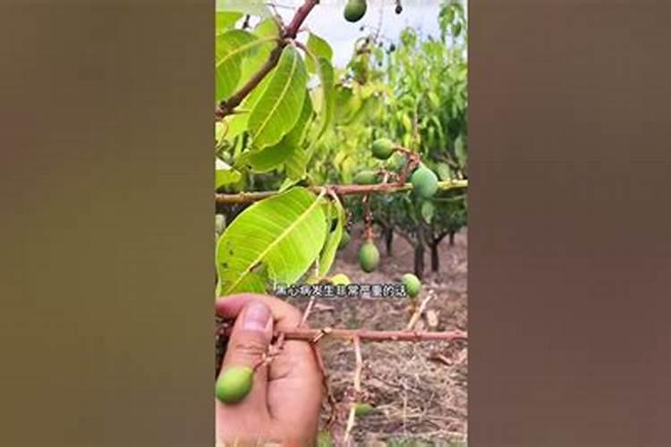 想问下大师些芒果在花期硼和磷酸二氢钾可混合喷施不？.若能 浓度多少适 ...