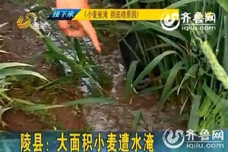 小麦灌浆期打什么叶面肥