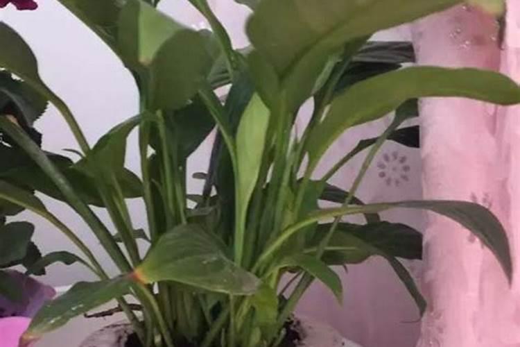 水培白掌施什么肥
