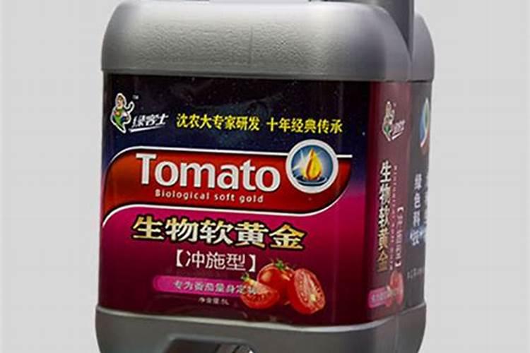 大棚无丝豆生长期管理