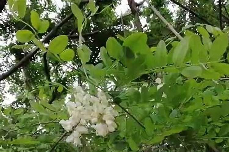 风车茉莉养几年开花
