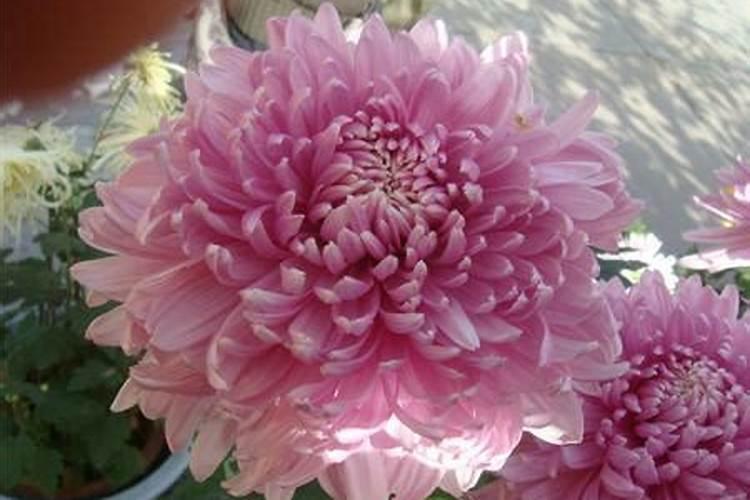 玫瑰花怎么施肥,玫瑰花施氮磷钾肥最为合适