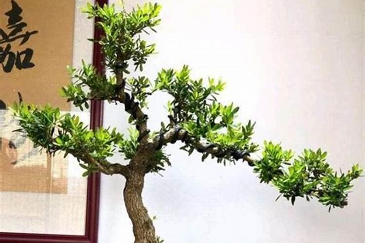 小叶黄杨叶子发黄干枯怎么补救