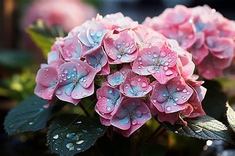 夏季绣球花黄叶开花少,三个习性有关系,这三个习性是啥呢？