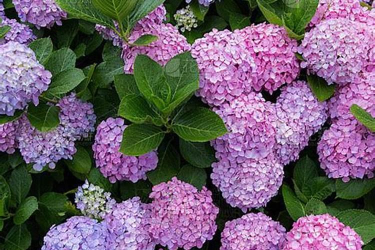 绣球花施什么肥