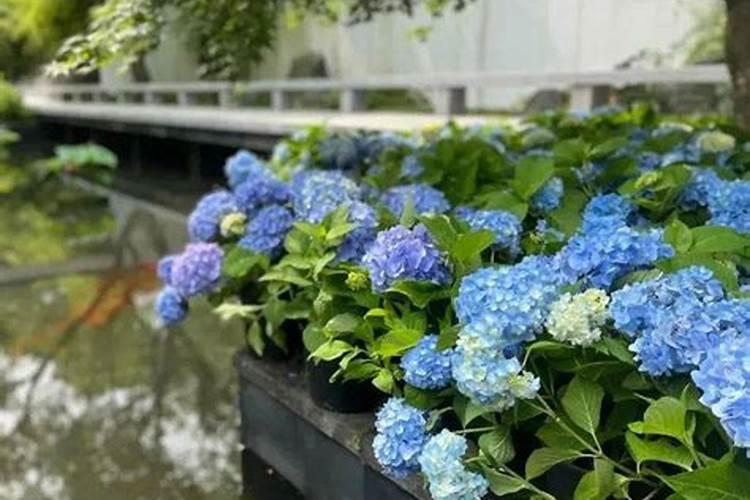 绣球花开花过后养护方法很重要,做好后来年开花更多,如何养呢？