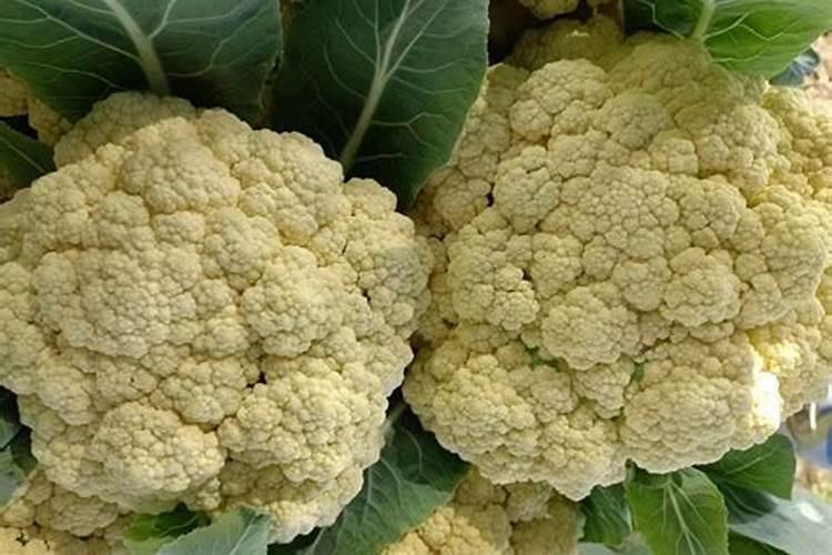 在硫酸雨环境下如何种好西兰花？