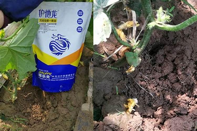 芸豆施什么肥长得最好芸豆怎么施肥