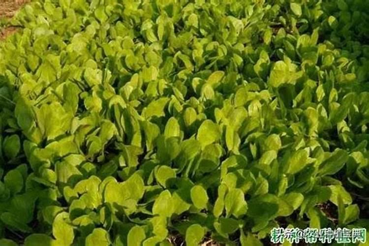 呙笋用什么作叶面肥最好效果最快 莴笋长势好空心少用什么叶面肥比较好...
