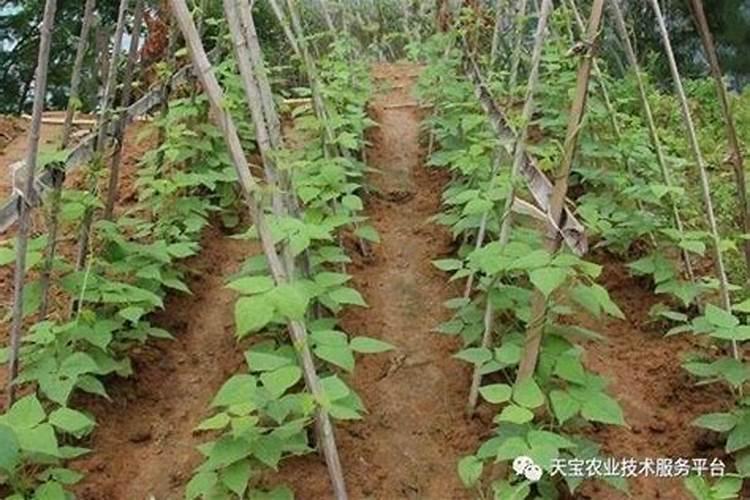 豆角小苗发黄打什么叶面肥？