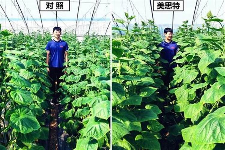 黄瓜怎么施肥才能高产,黄瓜施用肥料的常用方法