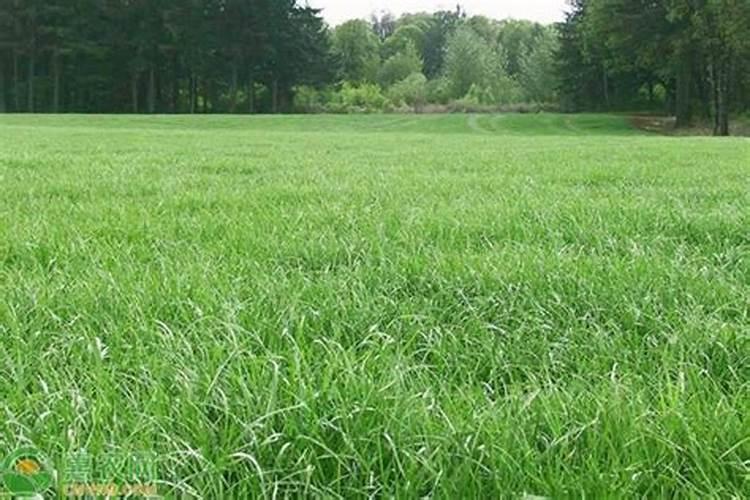 种植黑麦草怎样施肥料