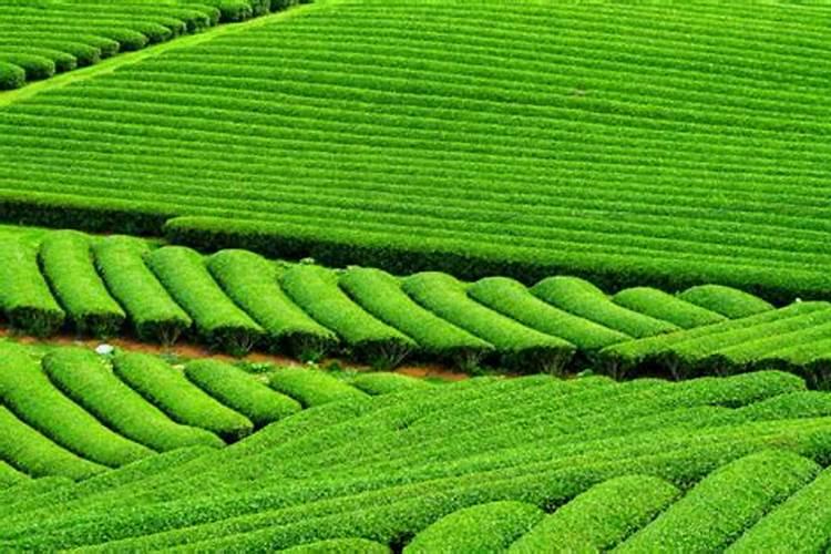 茶树需要上什么肥料