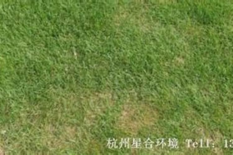 草坪上应该施什么肥