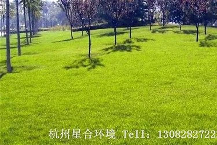 草坪需要什么肥料