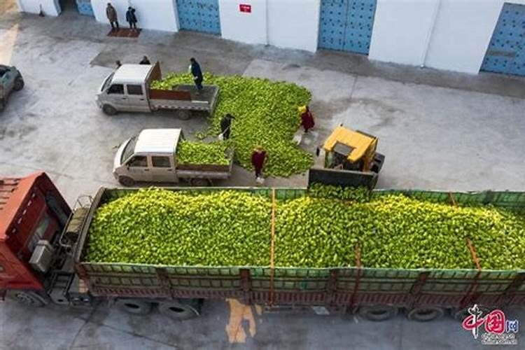 乌江涪陵榨菜怎么样？乌江涪陵榨菜网上怎么买？