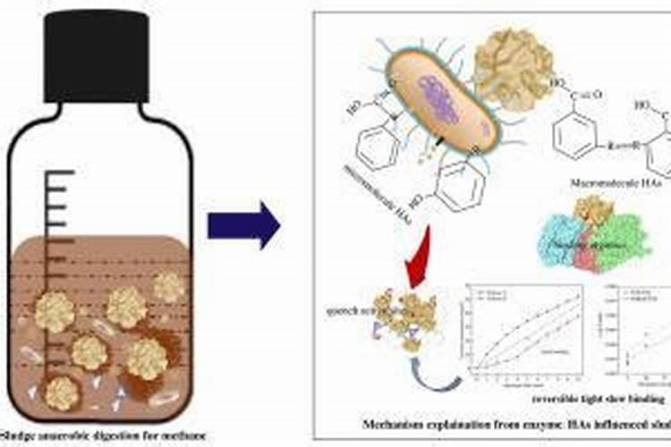 腐植酸是什么成份？主要作用是什么？