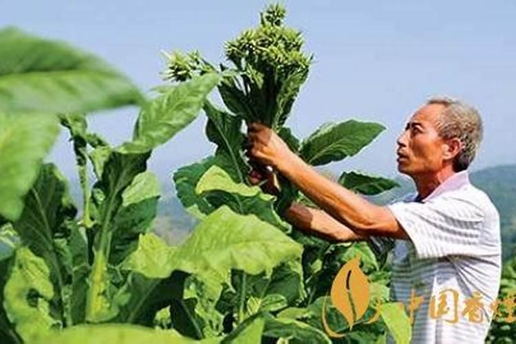 一亩烤烟用多少钾肥 什么时候施钾肥好