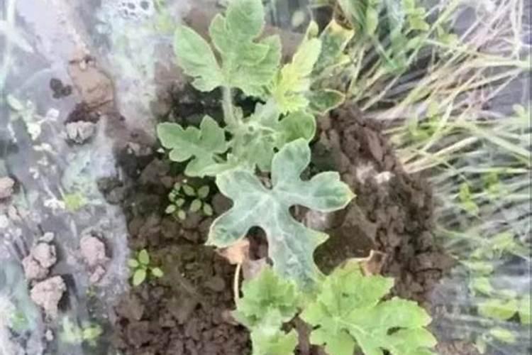 绿萝施氮肥多少比例