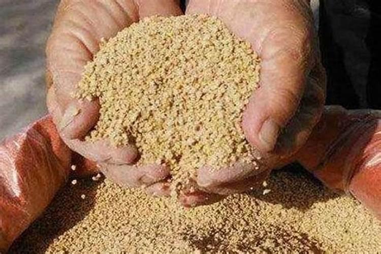 菜籽饼适合秋季钓鱼吗