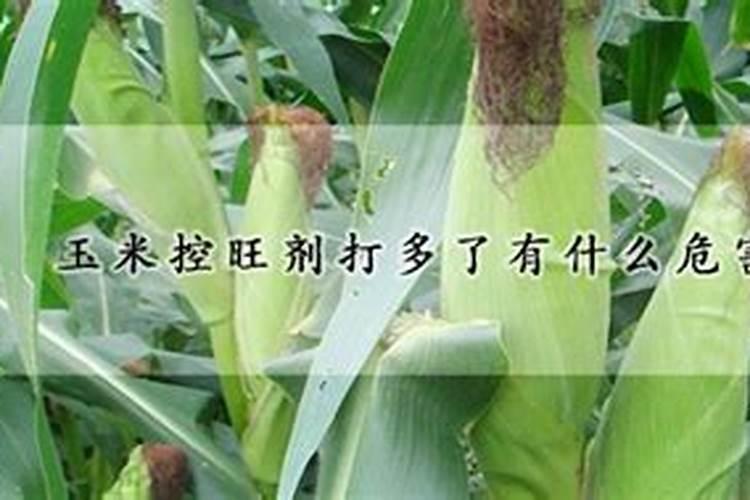 打玉米控旺剂能不能加叶面肥