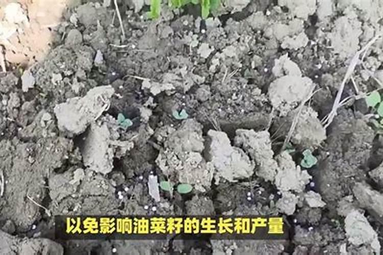 种植圣女果,施什么肥才甜？