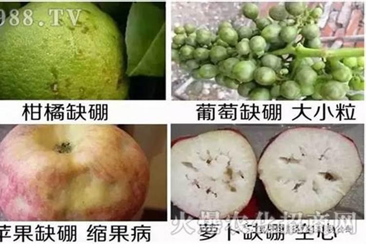 桃树上用什么水溶肥好？