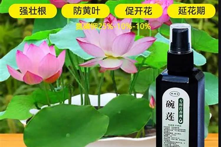 如何去给这个睡莲催花呢