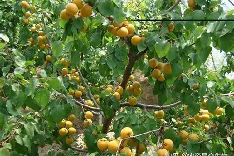 夏季刚移栽活的大杏树,刚发嫩芽,需要喷叶面肥吗？