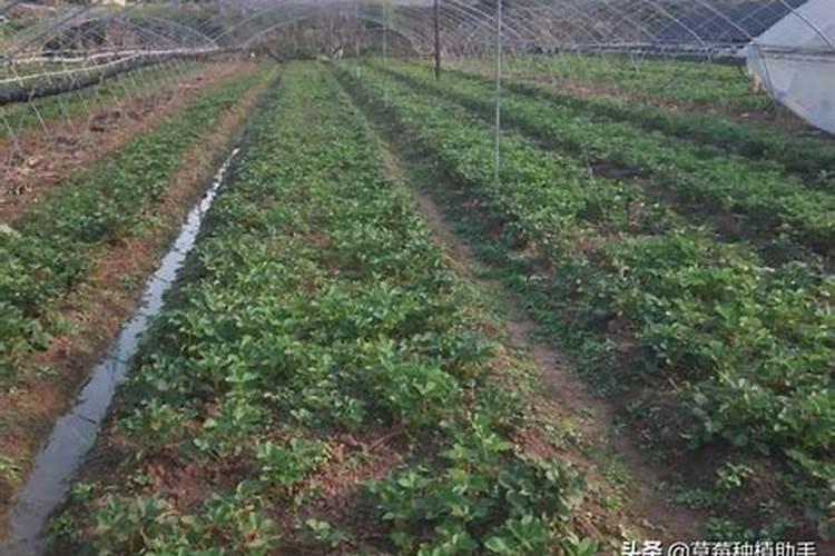 ...用底肥和有机肥还有氮磷钾？我有羊粪鸡粪氮磷钾肥用的是椰土和园艺...