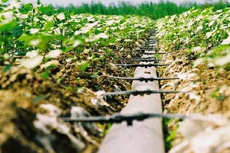 焦位马村有买德农生物钾肥的吗