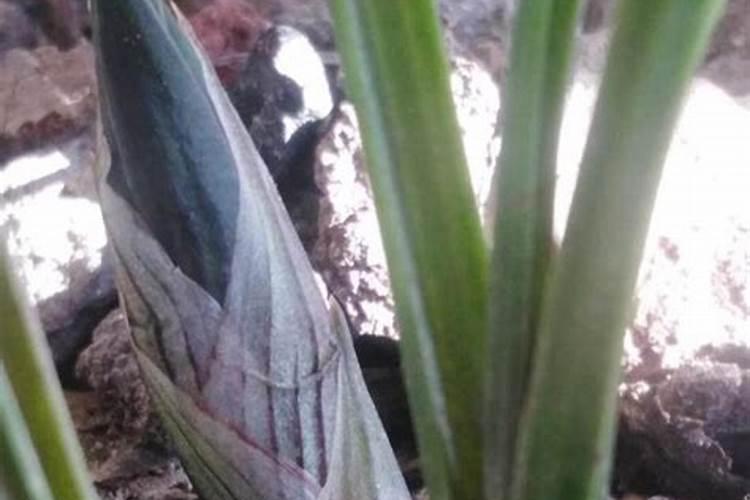 吕乐和妙戈结局