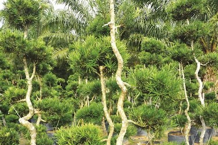 什么绿植适合室内水里养 什么植物在水里最好养