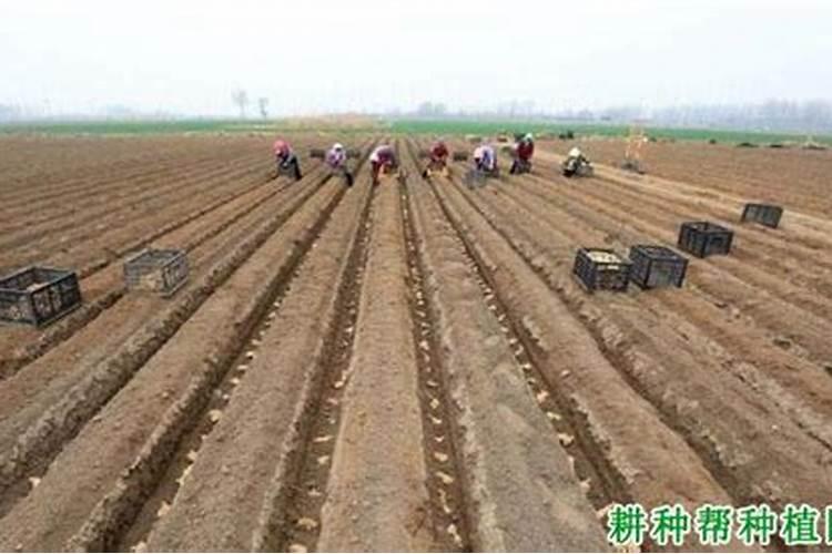 大姜沟底用什么肥最好