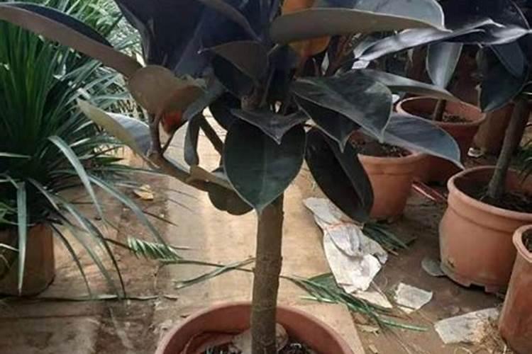 橡皮树用什么肥料好